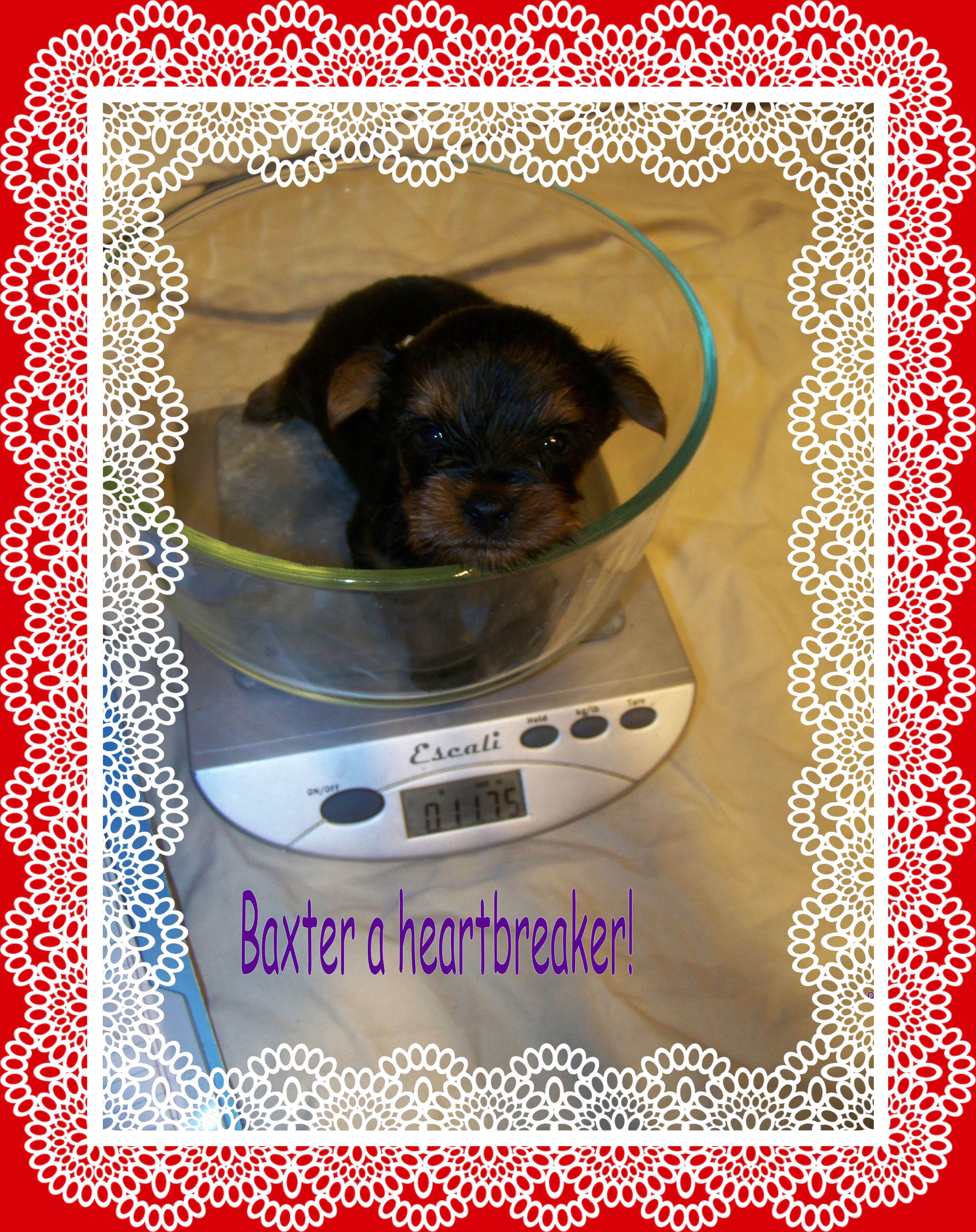 baxter312.jpg
