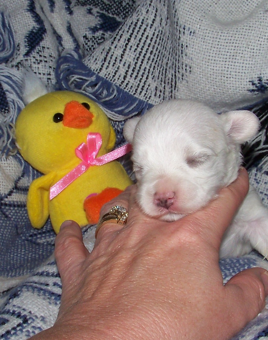 puppies4wksold022.jpg