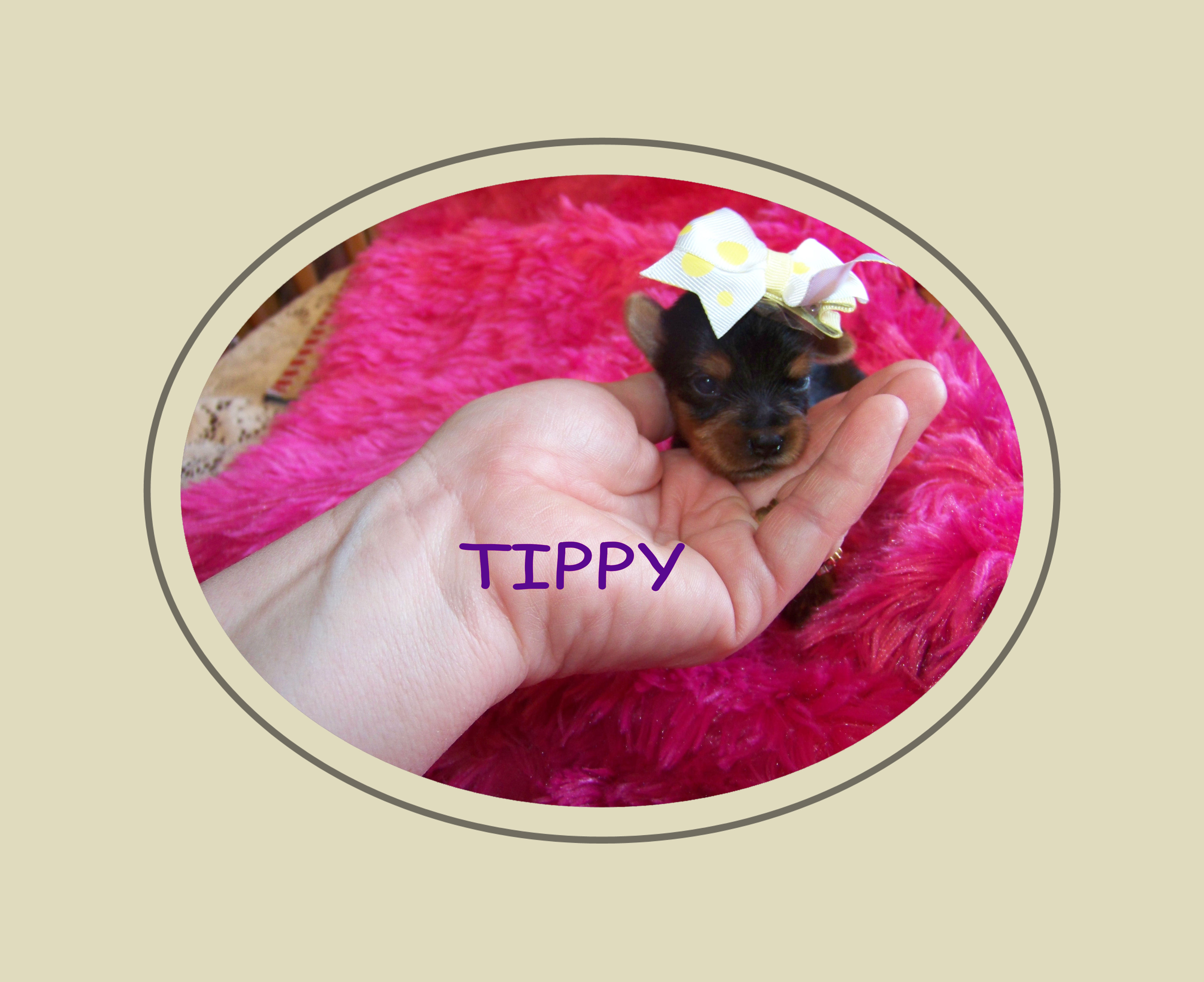 tippy2wksold1.jpg
